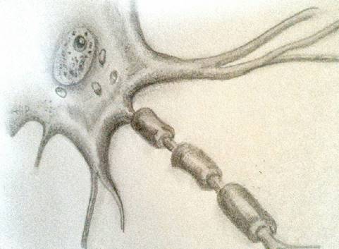 神経細胞（体）と軸索（腕）